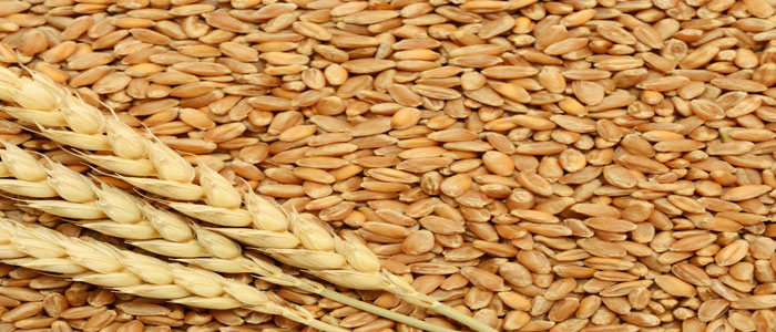 Whole Wheat

