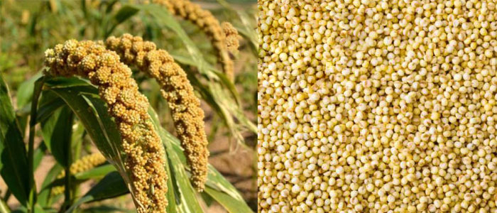 Yellow Millet
